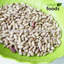 Light Speckled Kidney Beans Agents In China